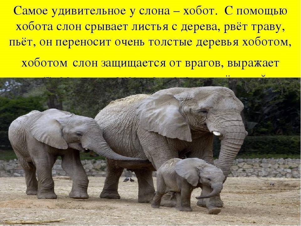 Возникновение хобота у слона можно объяснить. Хобот слона. Хобот слонов. Зачем слону хобот. Функции хобота у слона.
